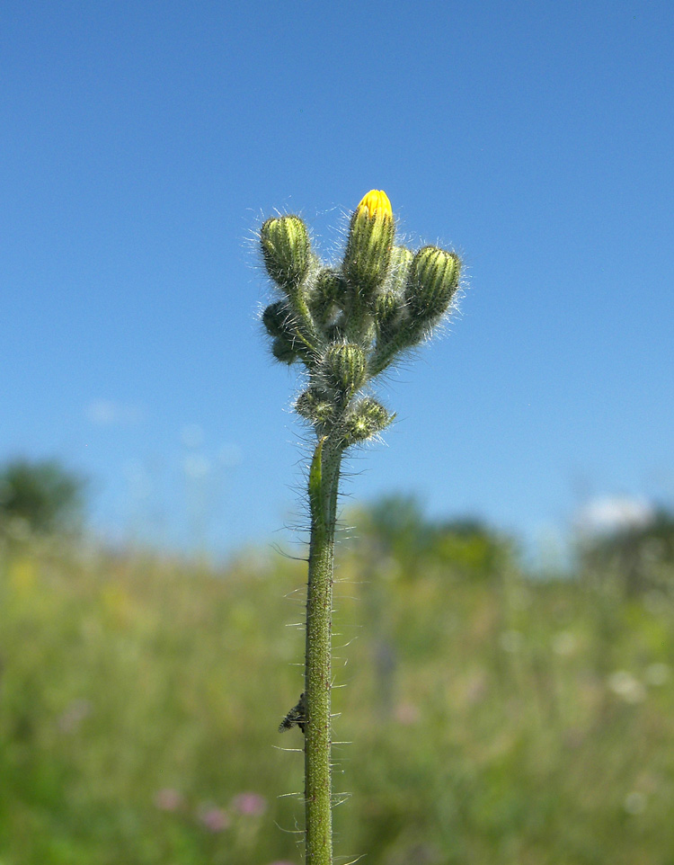 Image of Pilosella hohenackeri specimen.