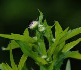 Erigeron подвид lilacinus