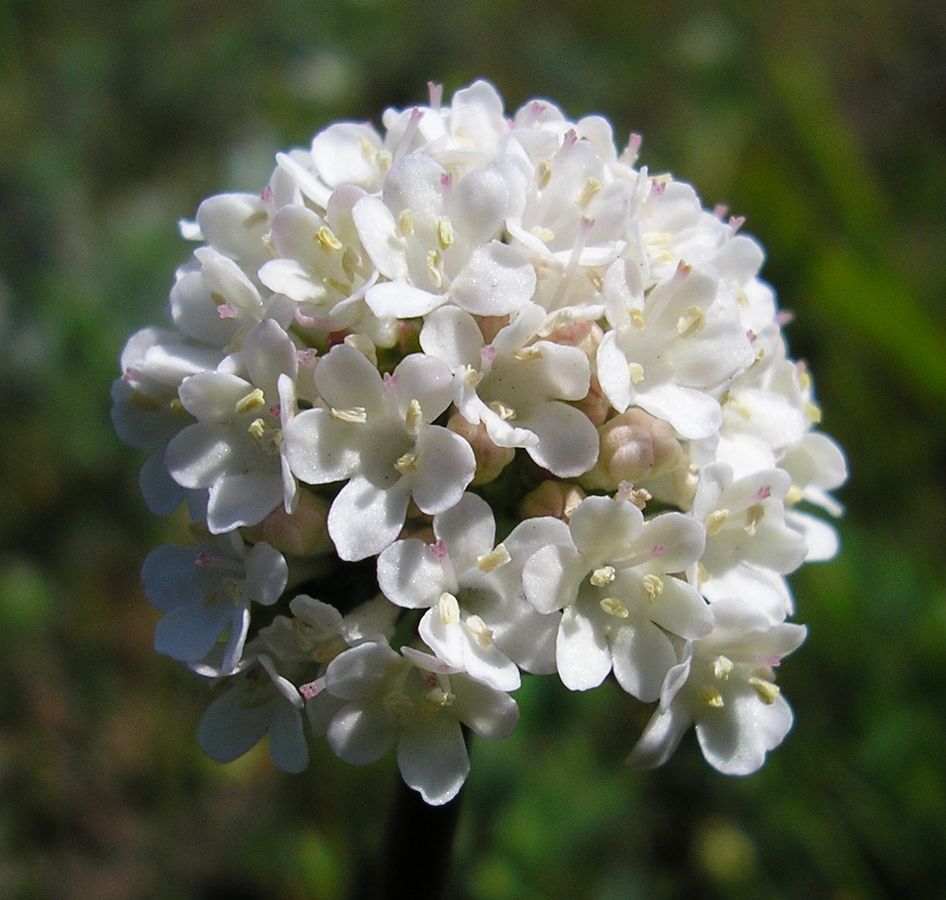 Изображение особи Valeriana tuberosa.