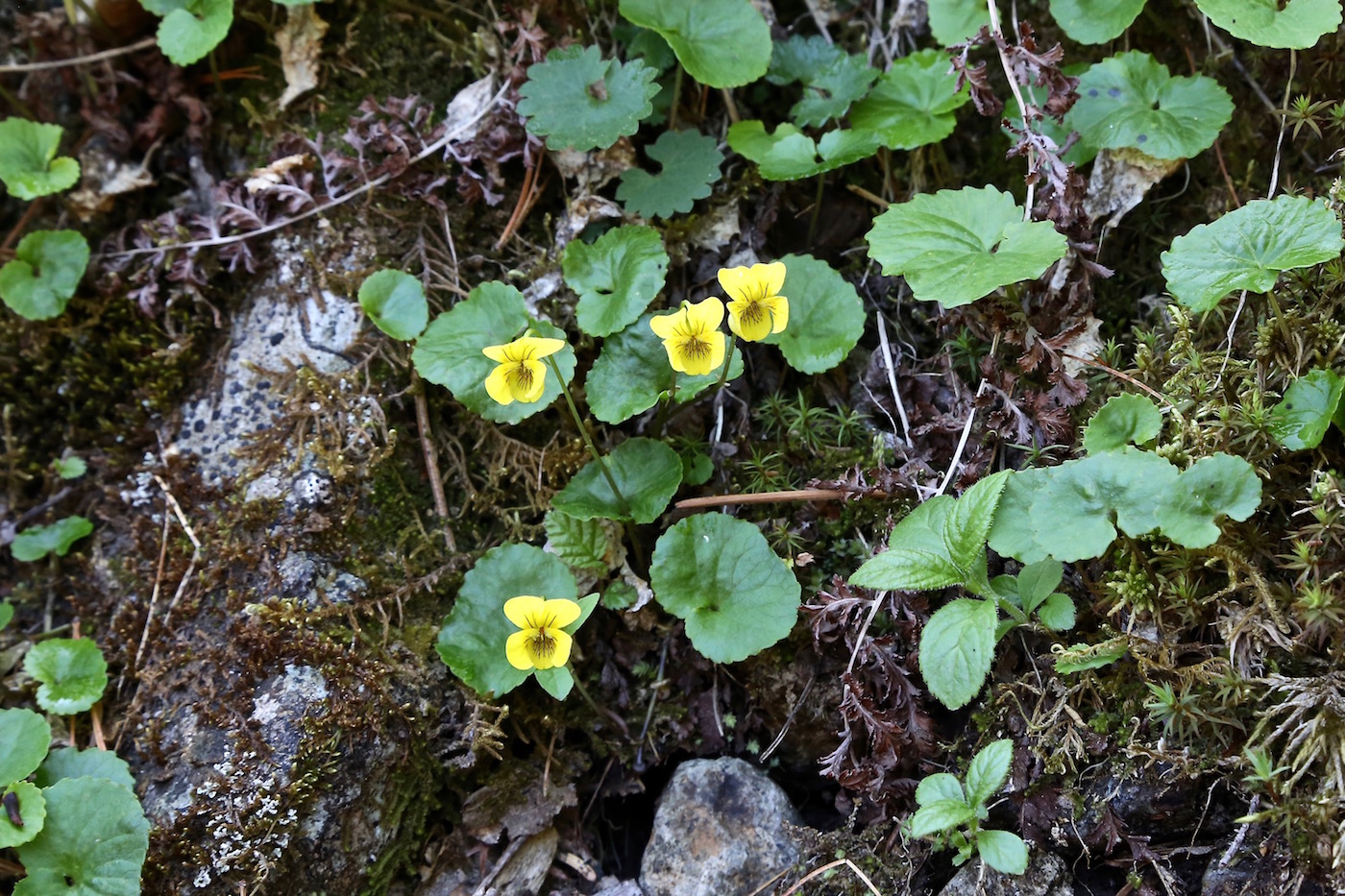 Image of Viola kusnezowiana specimen.