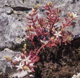 Sedum pallidum