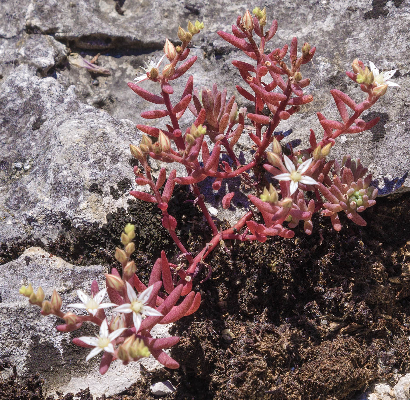 Image of Sedum pallidum specimen.
