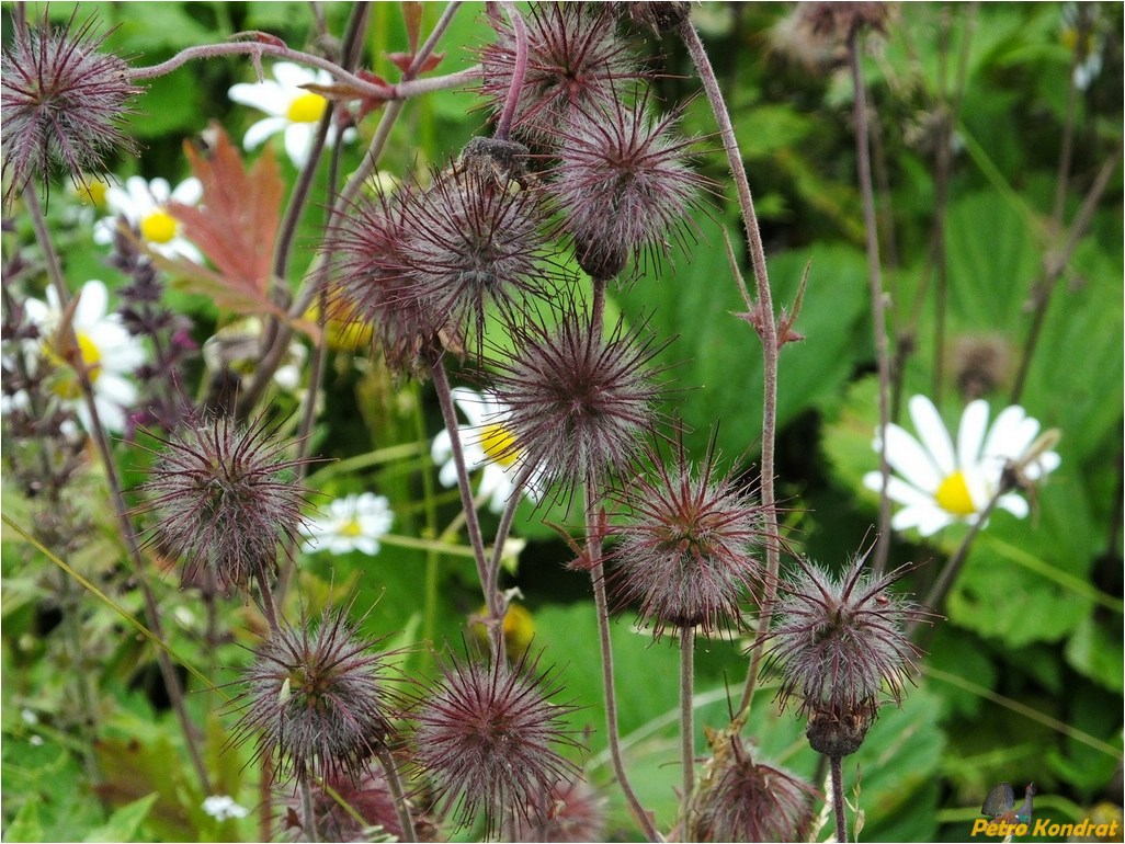 Image of Geum rivale specimen.