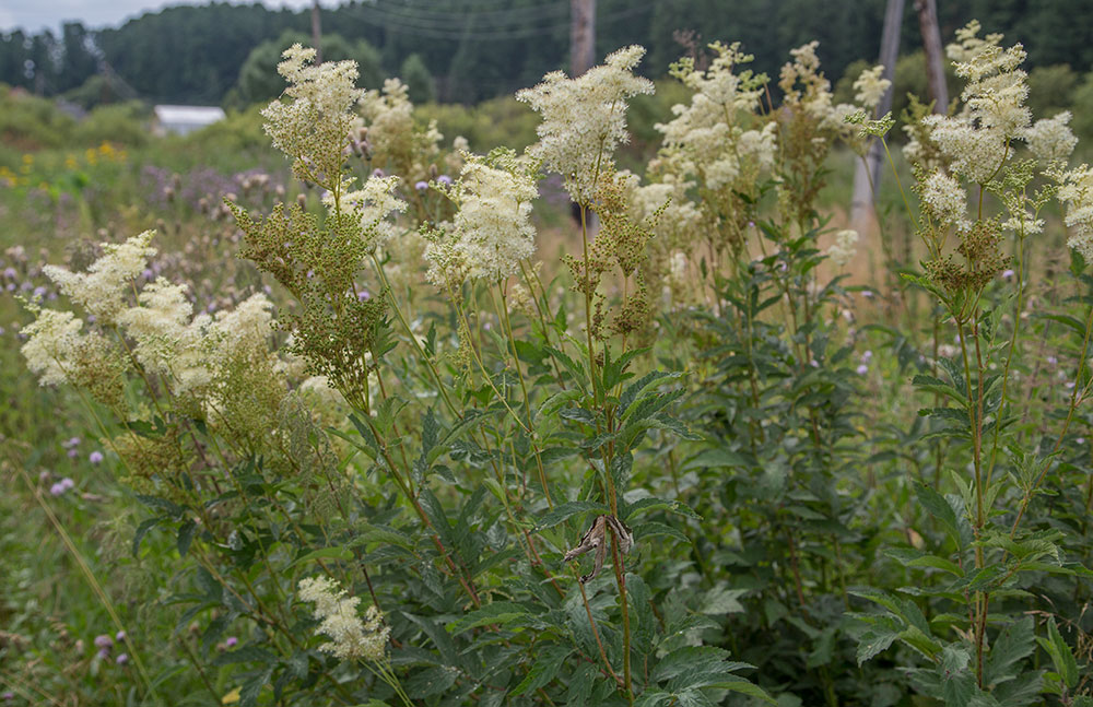 Изображение особи Filipendula ulmaria.