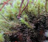 genus Niphotrichum