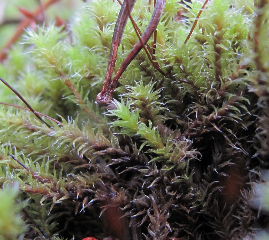 Image of genus Niphotrichum specimen.