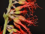 Combretum microphyllum