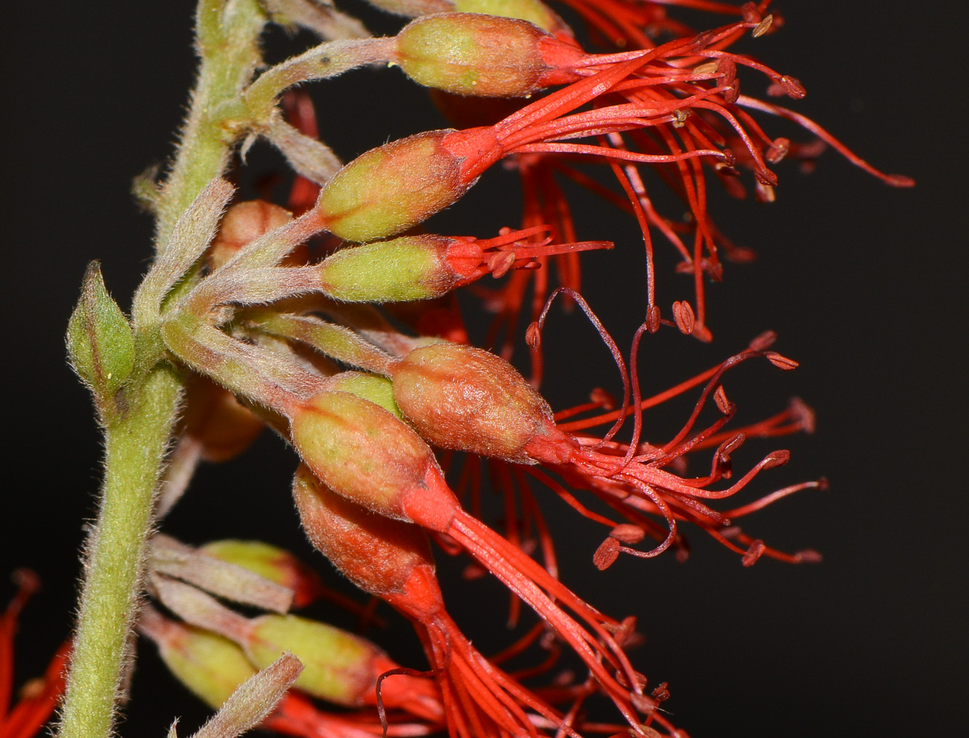 Изображение особи Combretum microphyllum.