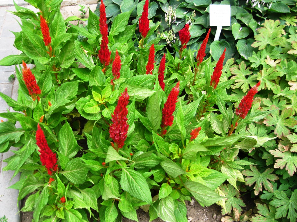 Image of Celosia argentea specimen.
