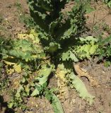 Verbascum jordanicum
