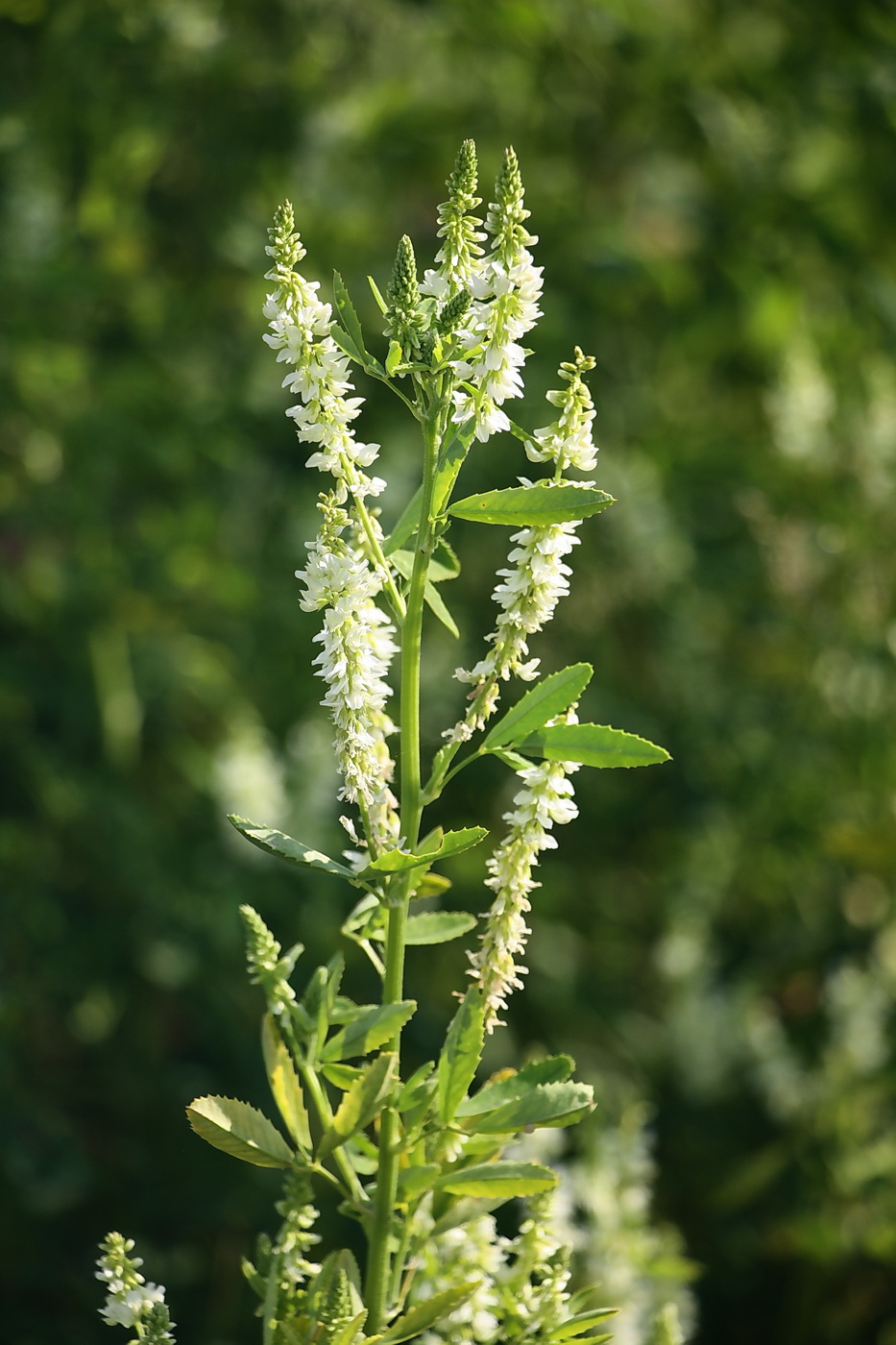 Изображение особи Melilotus albus.