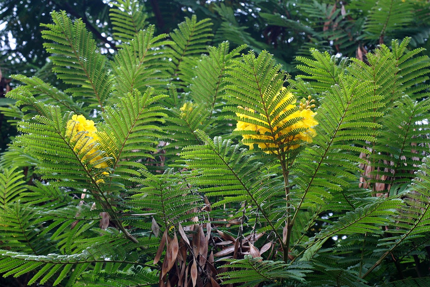 Image of Peltophorum dubium specimen.