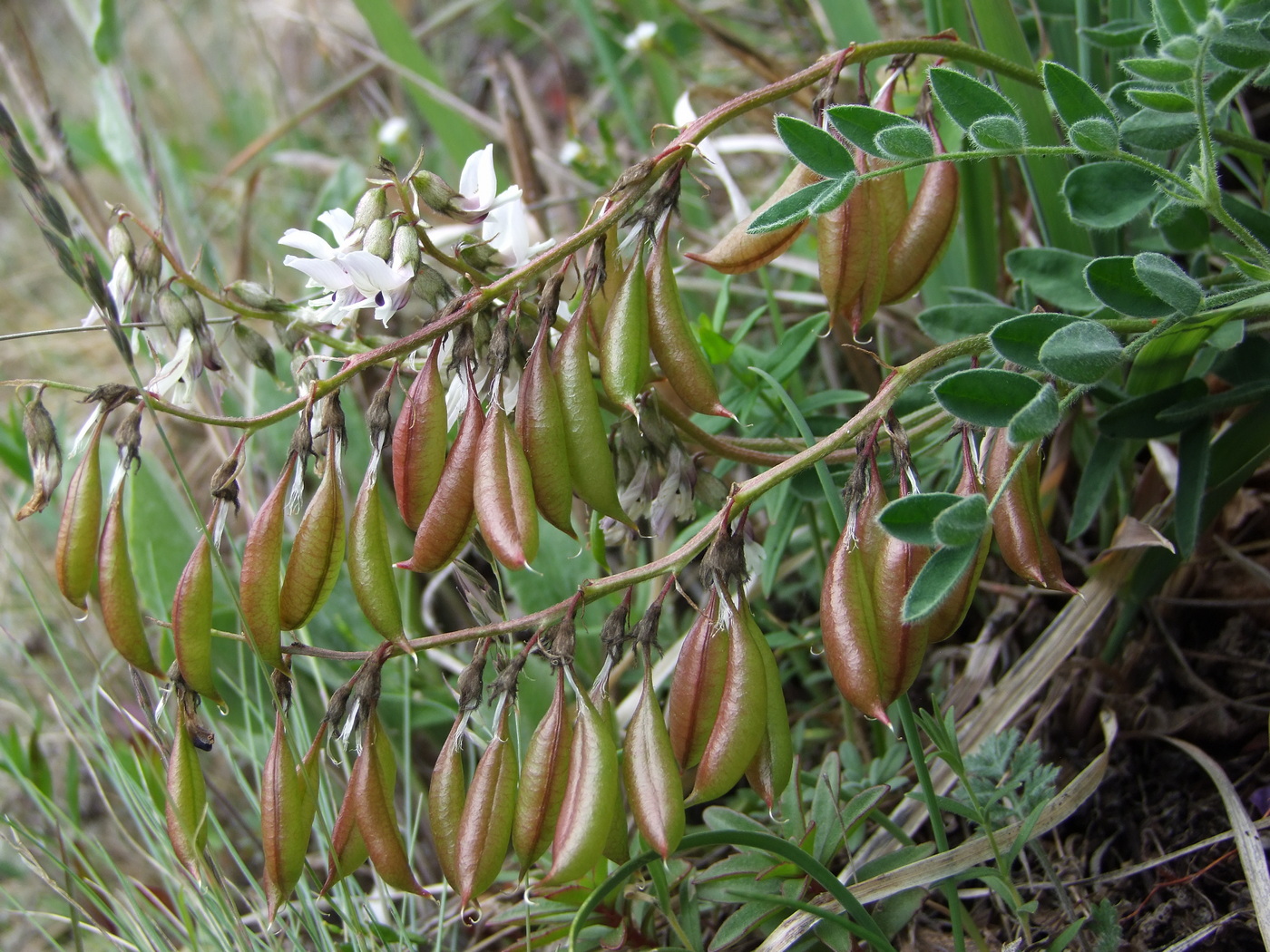 Изображение особи Astragalus tugarinovii.