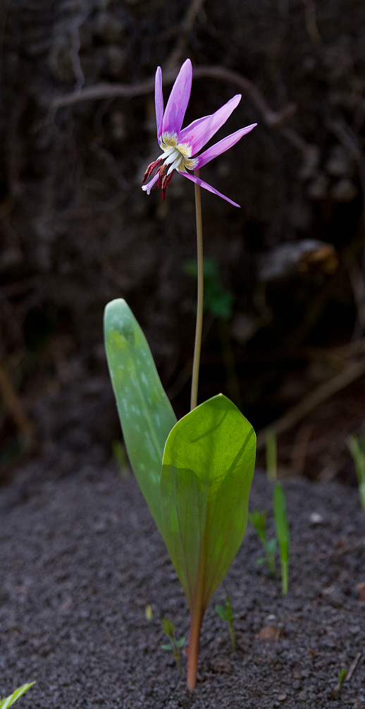 Изображение особи Erythronium sulevii.