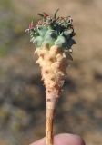 Euphorbia caput-medusae