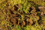 genus Peltigera. Слоевище на заросшем мхами поваленном дереве. Средний Урал, Пермский край, Добрянский р-н, 5 км от ст. Ярино, смешанный лес. 14 октября 2017 г.
