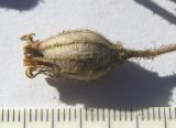 Image of taxon representative. Author is Сергей Банкетов