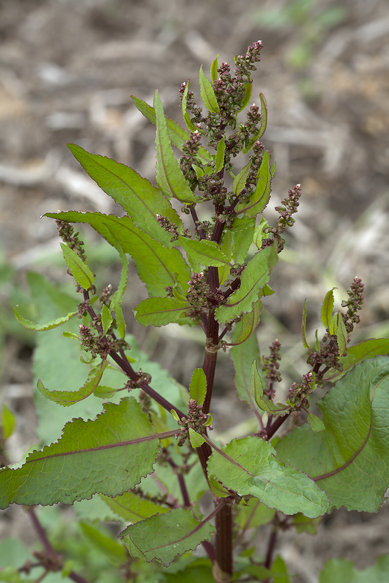 Изображение особи род Rumex.