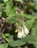 Symphytum grandiflorum. Верхушка побега с соцветием. Грузия, г. Боржоми, Центральный парк Боржоми, берег р. Боржомула, лужайка. 01.05.2017.