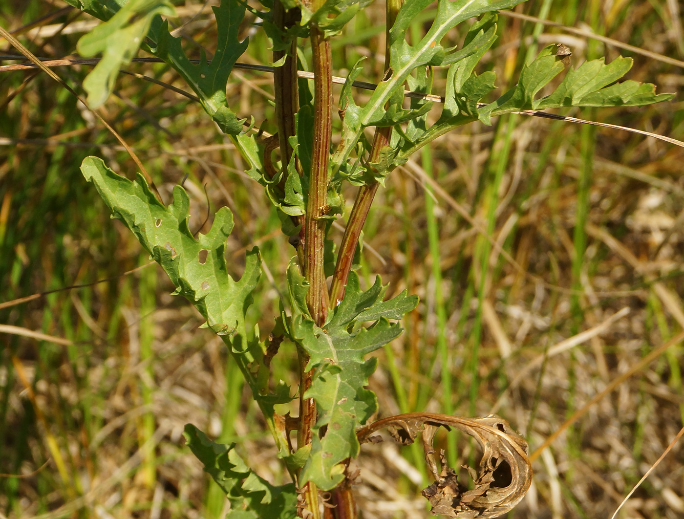 Image of Senecio jacobaea specimen.