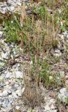 Festuca callieri