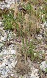 Festuca callieri