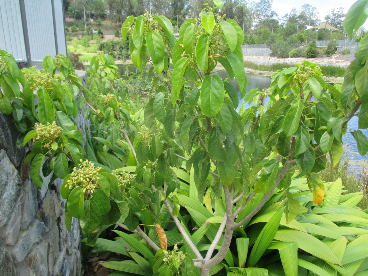 Изображение особи Sterculia quadrifida.