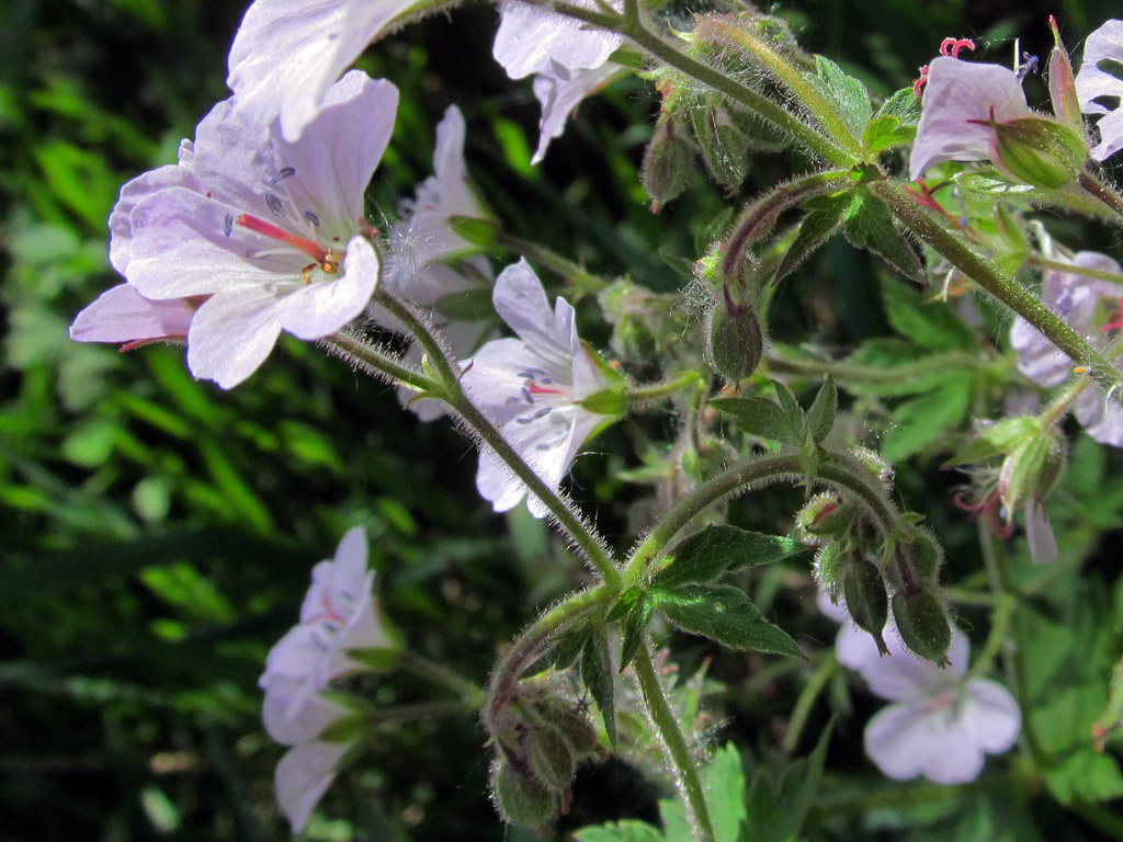 Изображение особи Geranium sylvaticum.