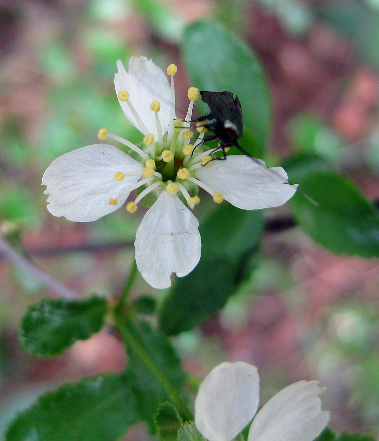 Image of Cerasus fruticosa specimen.