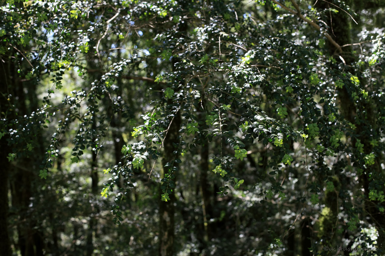 Image of Buxus colchica specimen.