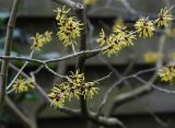 Hamamelis mollis