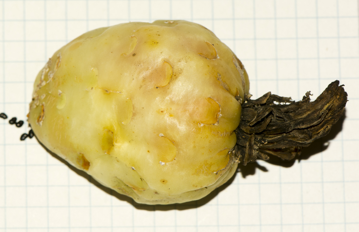 Image of Ferocactus wislizeni specimen.