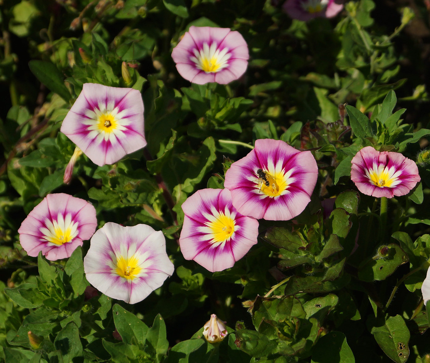 Image of Convolvulus tricolor specimen.