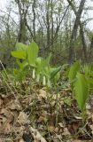 Polygonatum odoratum. Цветущее растение в ассоциации с Convallaria majalis. Крым, Бахчисарайский р-н, окр. пещерного г. Эски-Кермен, лес по дороге к пещерному монастырю Шулдан. 05.05.2009.