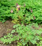 Aquilegia oxysepala