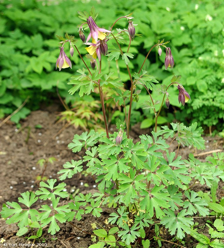 Изображение особи Aquilegia oxysepala.