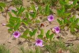 Ipomoea pes-caprae. Побеги цветущих растений. Малайзия, о-в Калимантан, национальный парк Бако, песчаный пляж. 11.05.2017.