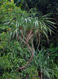 Pandanus tectorius