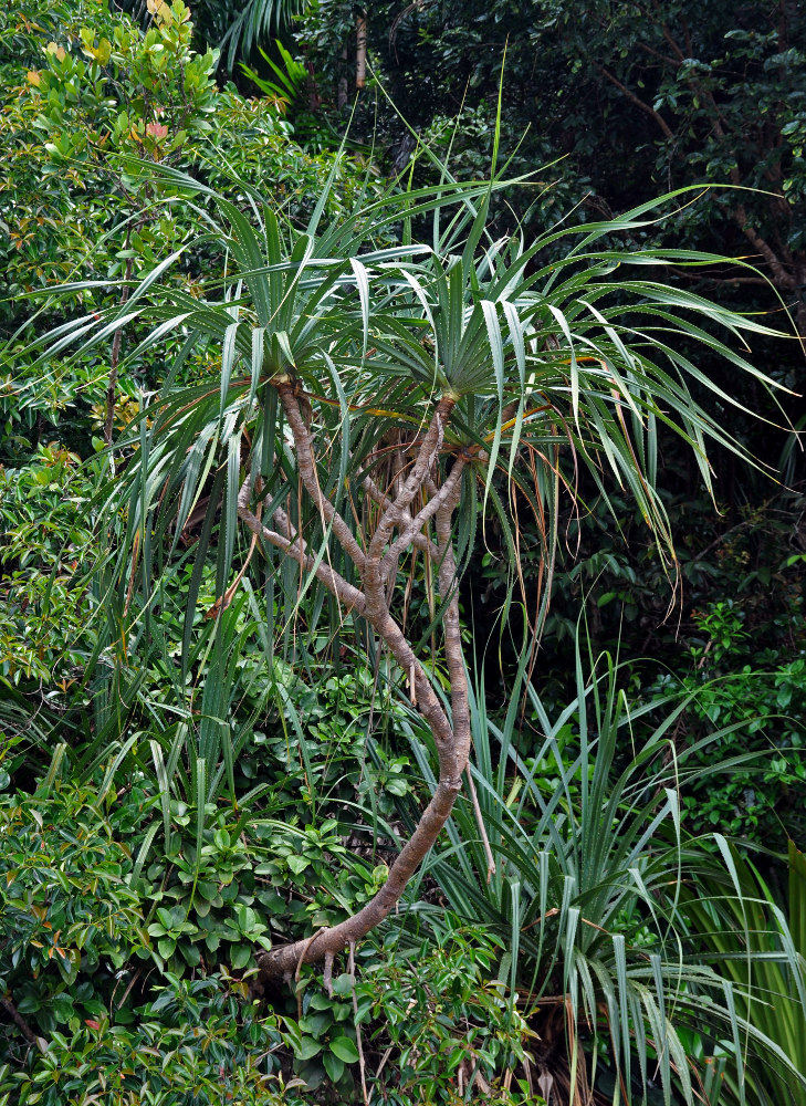 Изображение особи Pandanus tectorius.