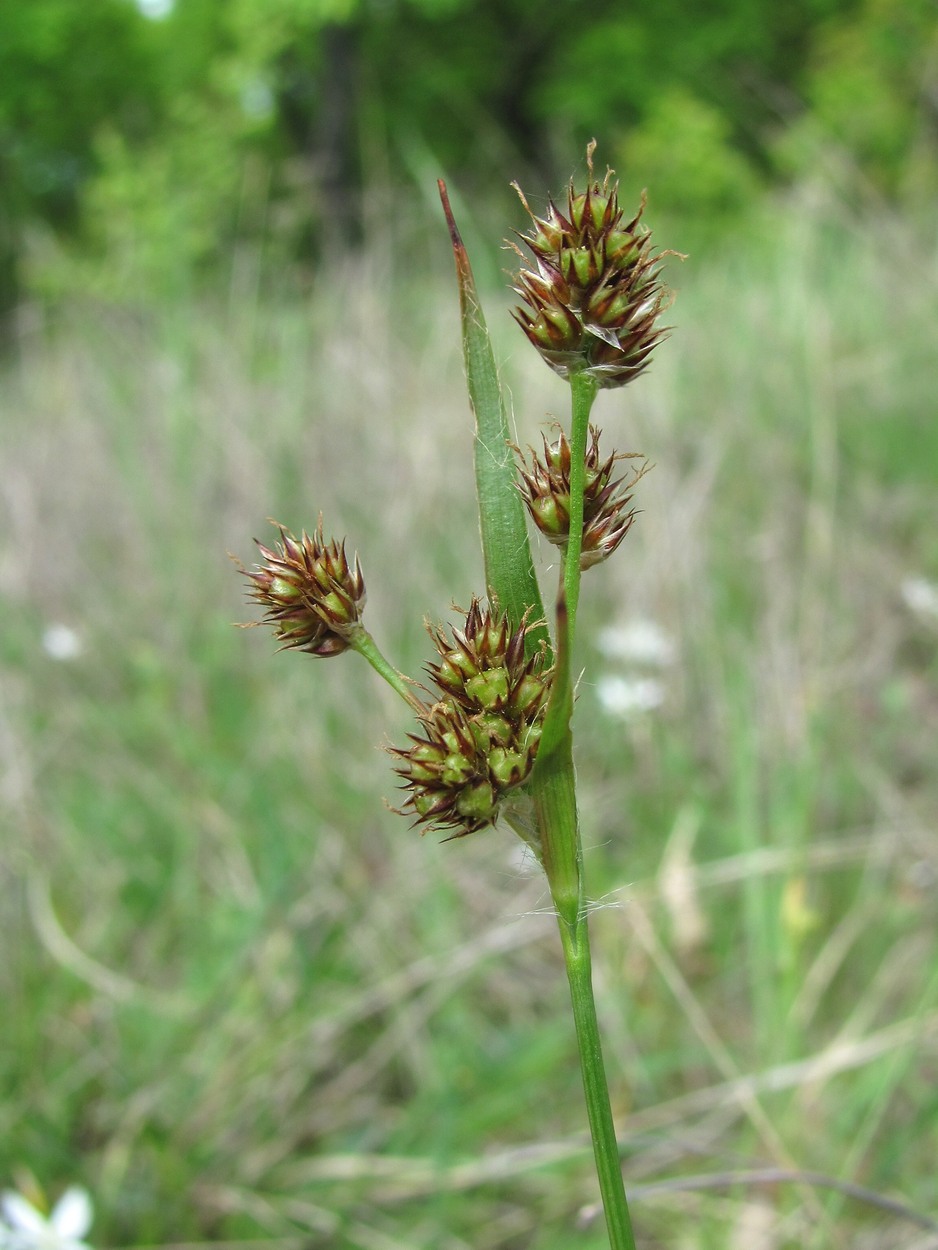Image of Luzula multiflora specimen.