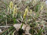 Carex ericetorum. Цветущее растение. Томск, опушка соснового леса. 30.04.2018.