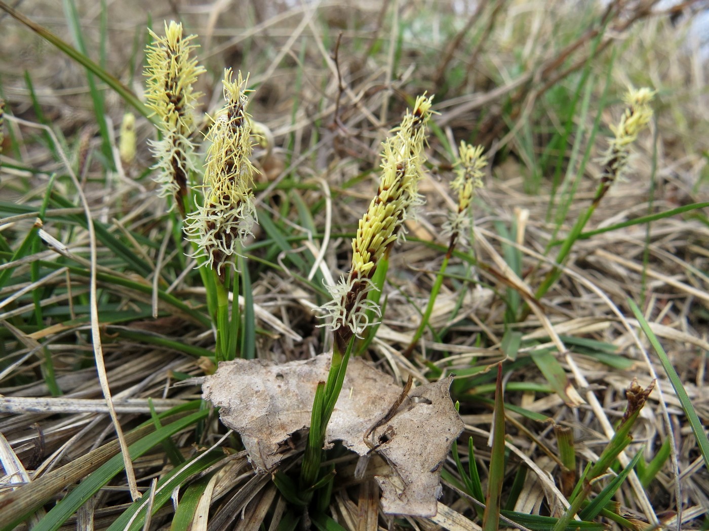 Изображение особи Carex ericetorum.