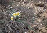 Tulipa buhseana