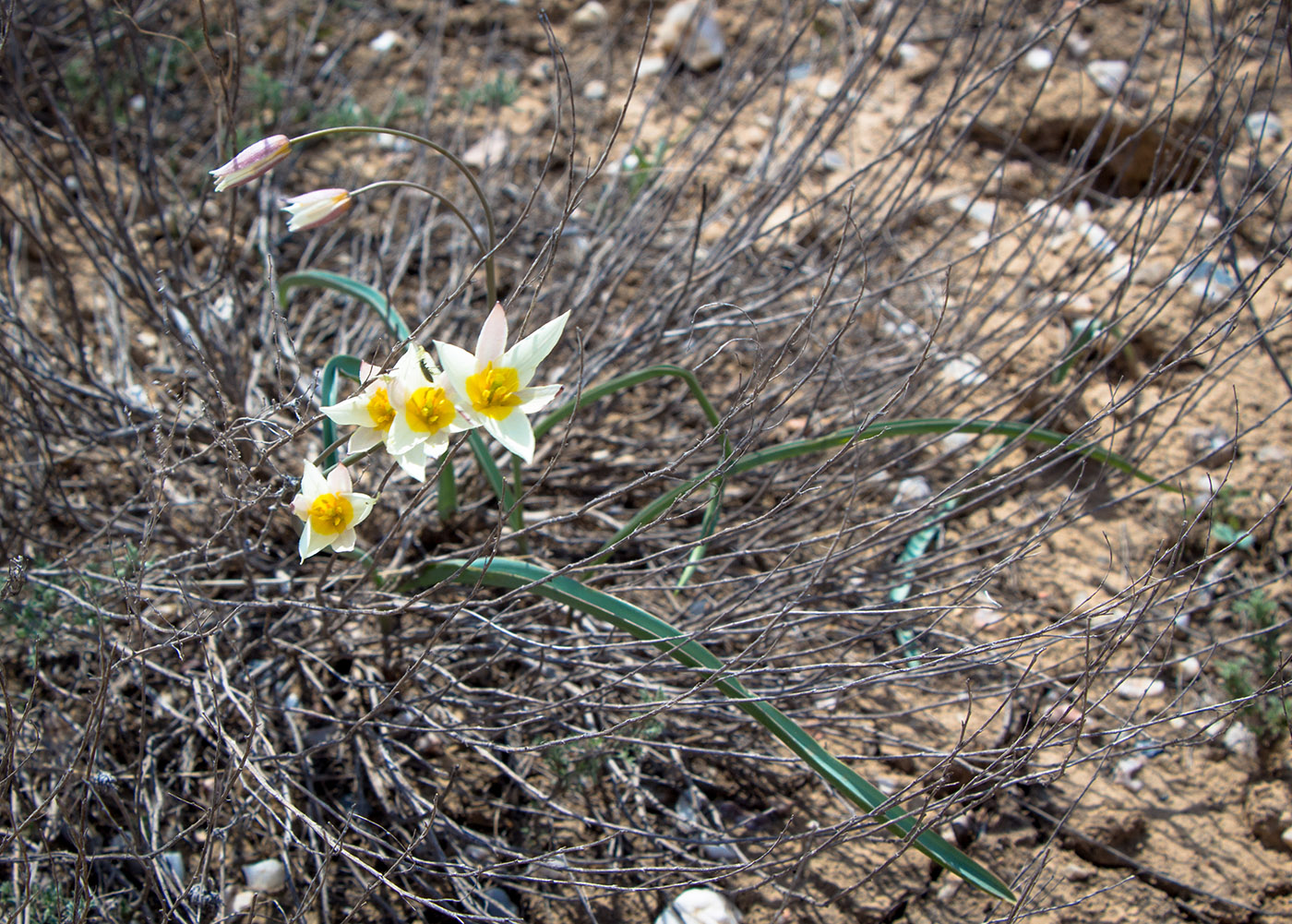 Изображение особи Tulipa buhseana.