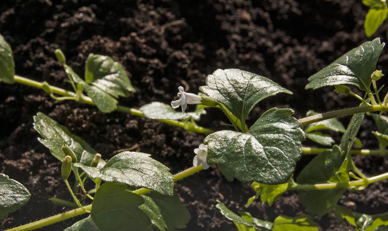 Изображение особи Clinopodium douglasii.