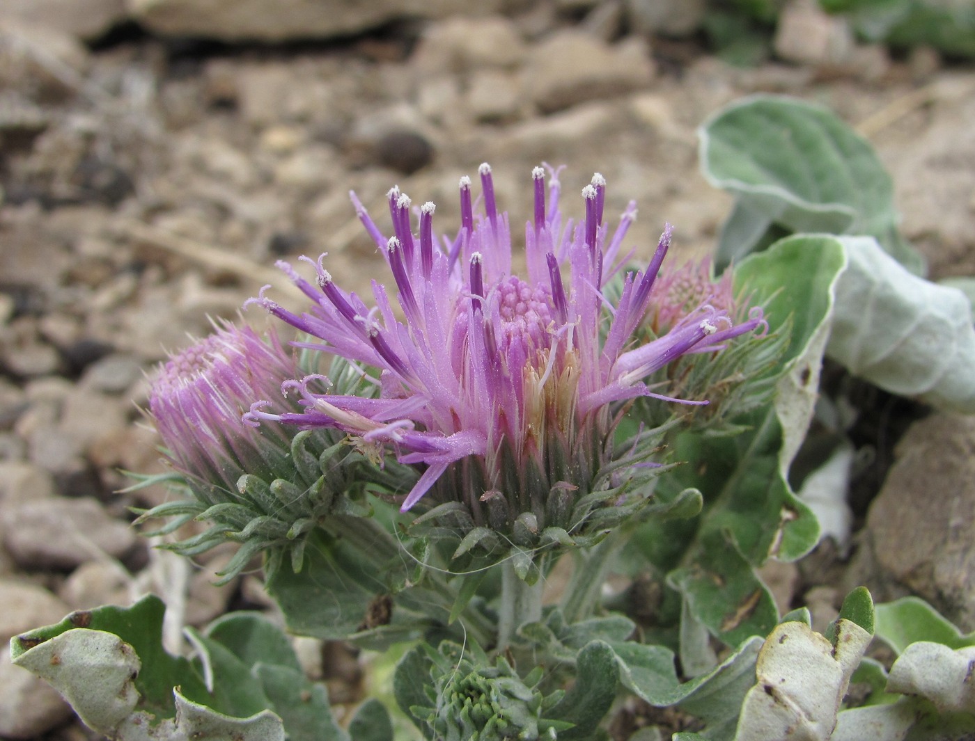 Image of Jurinea ruprechtii specimen.