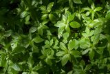 Mercurialis perennis