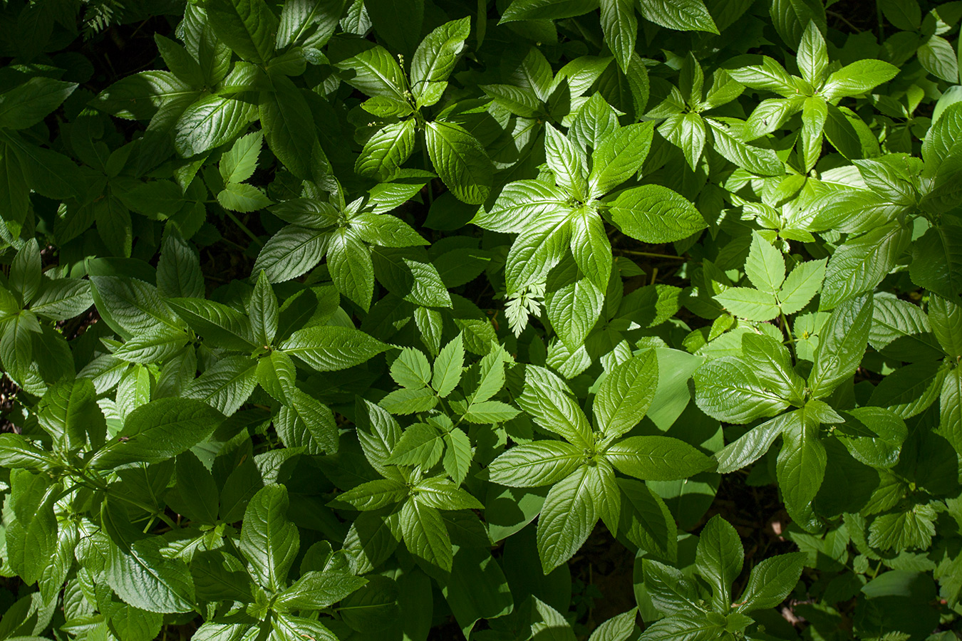 Изображение особи Mercurialis perennis.