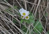 Anemonastrum fasciculatum