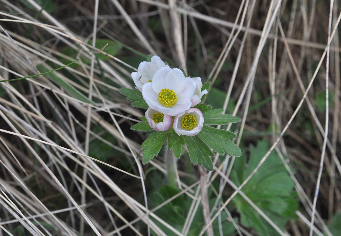 Изображение особи Anemonastrum fasciculatum.